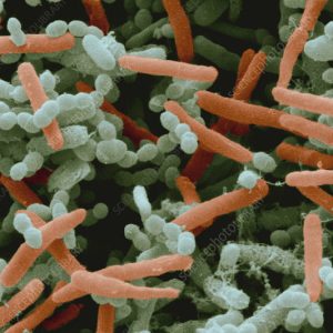 1 KG bacteria